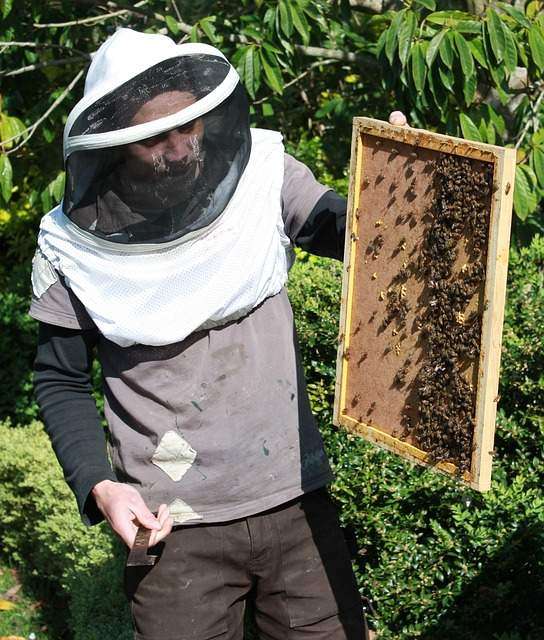 backyard beekeeping neighbor
