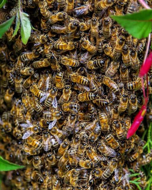 backyard beekeeping swarm