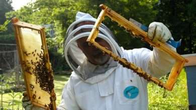 beekeeping basics