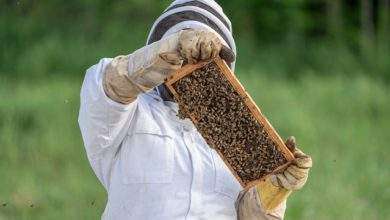gloves beekeeping