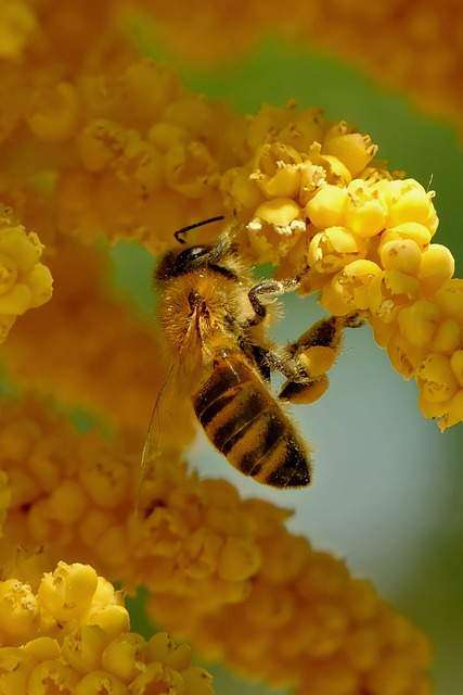 handling honeybees