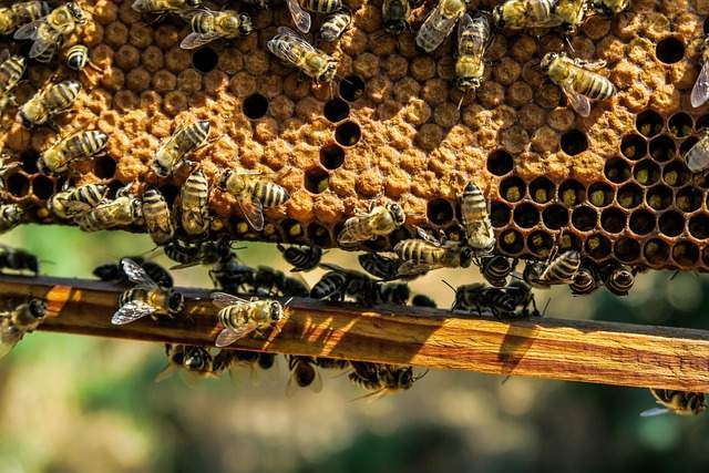 raising honeybees