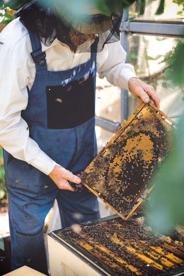 urban beekeepers