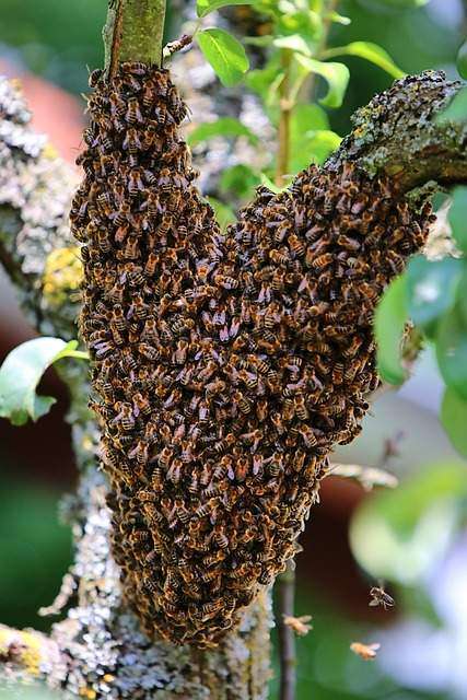 urban beekeeping honeybees