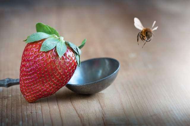 bees eat fruit