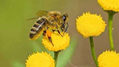 life of honeybee
