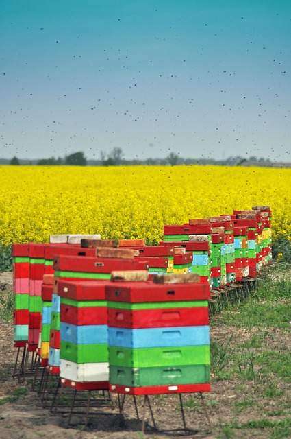 beekeeping kit