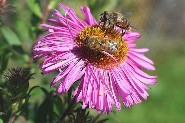 how bees make honey