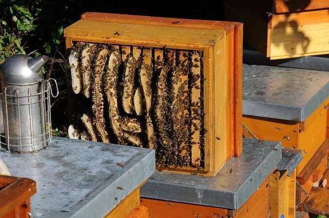 cost of beekeeping