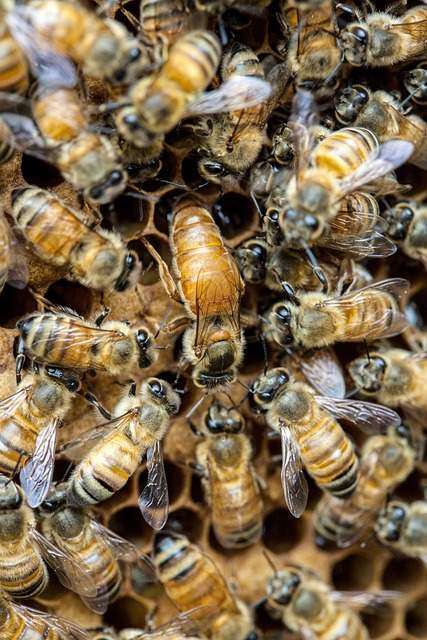 facts about queen bees