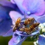 remedy for bee stings