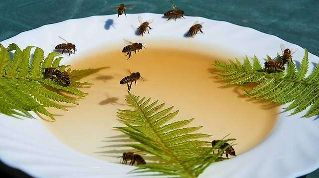 Do Honey Bees Like Sugar Water