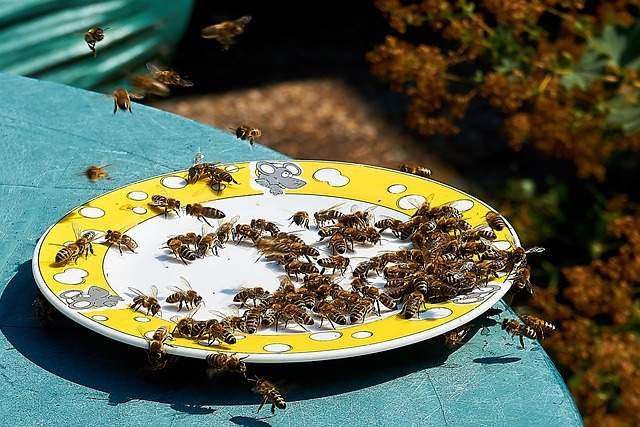 Do Honey Bees Like Sugar Water