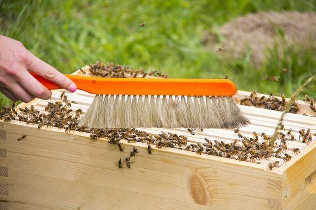 beekeeping career