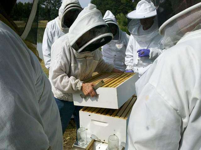 beekeeping career