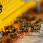 Where To Buy Bees For Beekeeping
