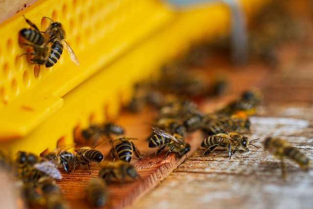 Where To Buy Bees For Beekeeping