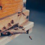 Hive Heater