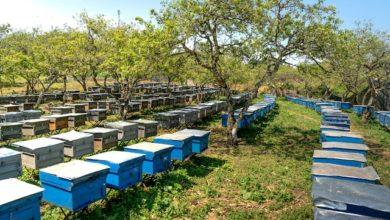 State Beekeeping Facts