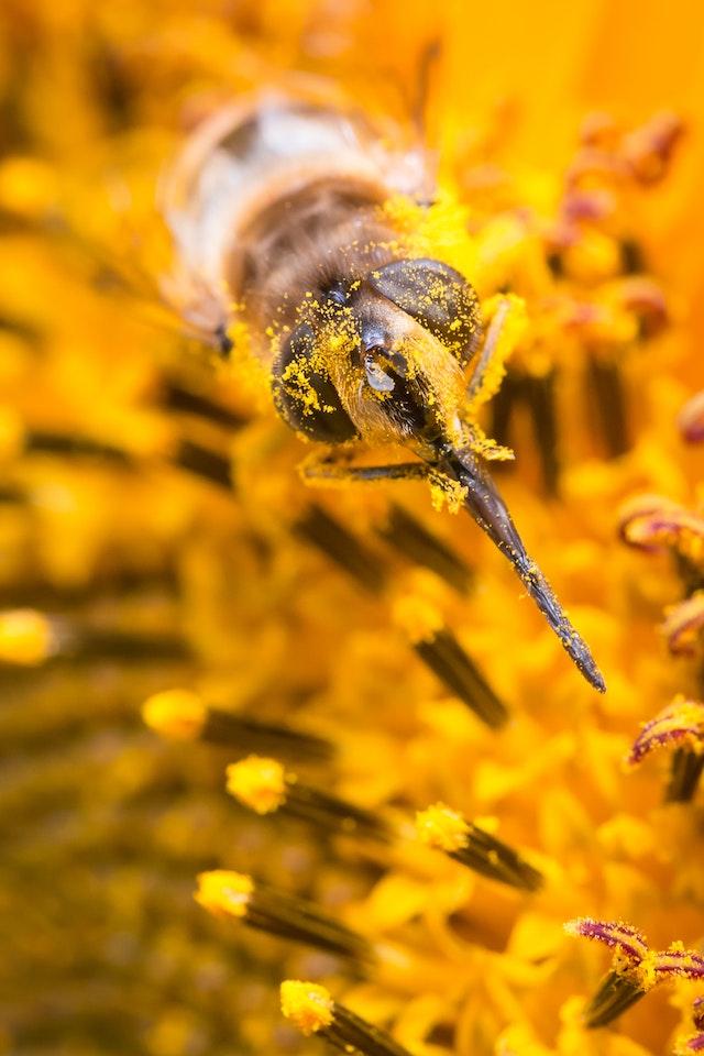 bee hive heaters