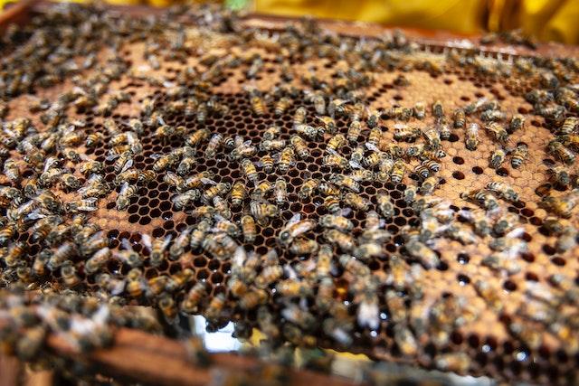 best bees for honey