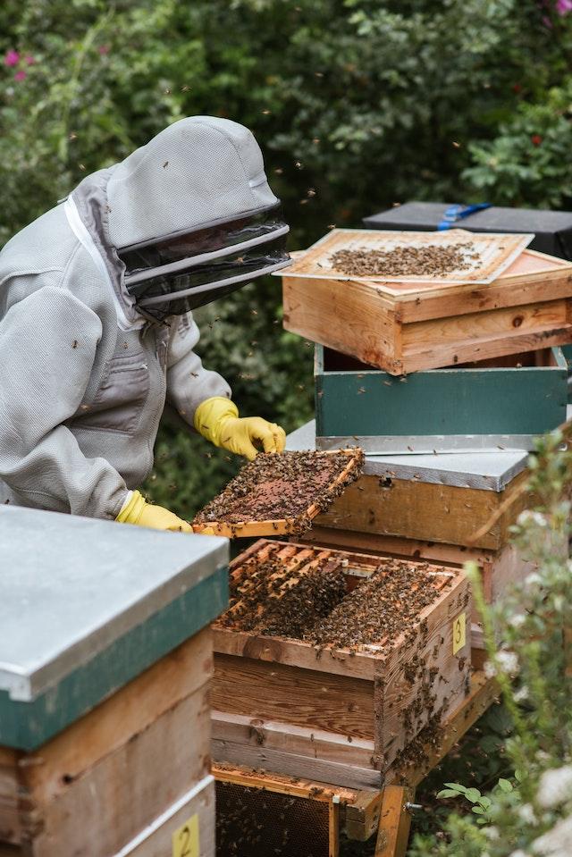 beekeeping queen excluder