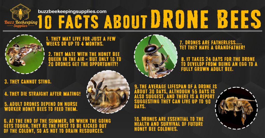 facts about drone bees
