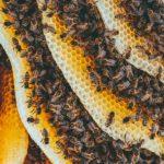 what's beeswax used for