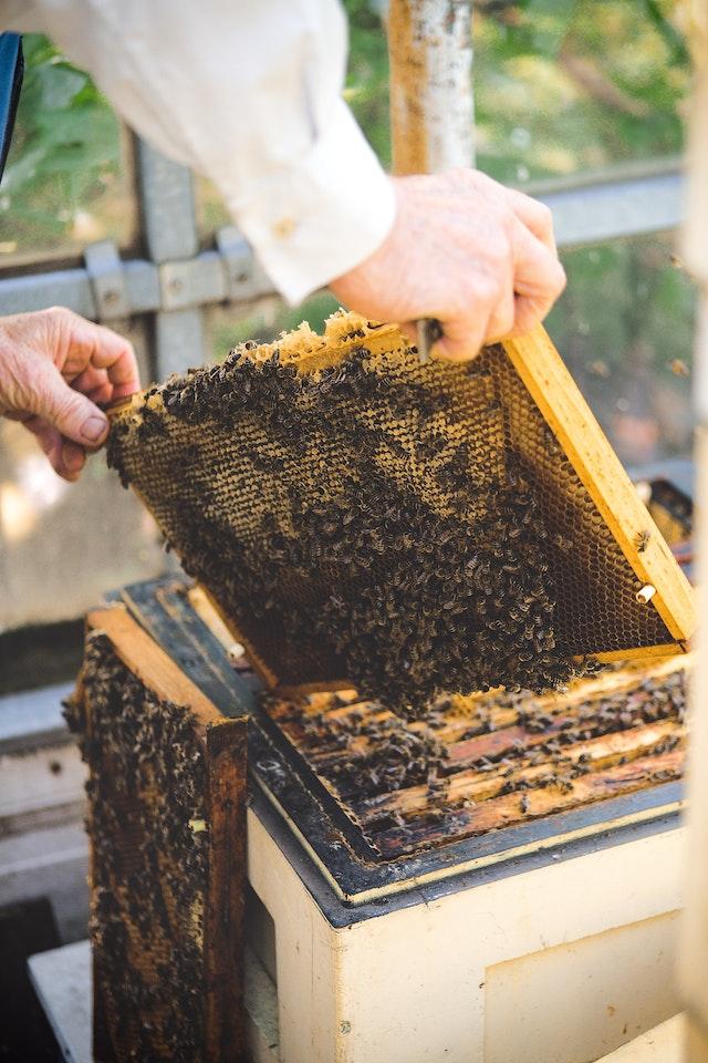 black honey bees