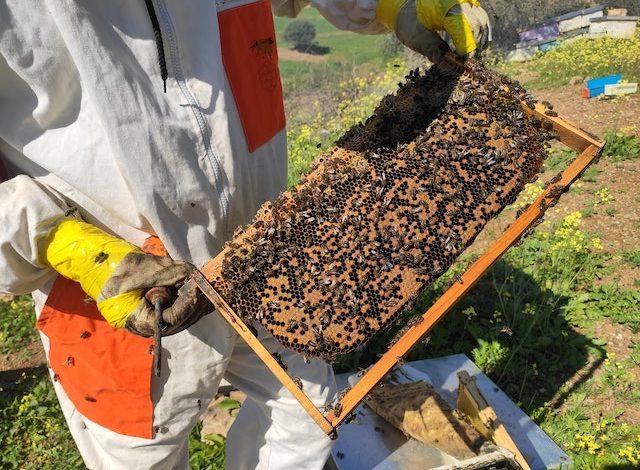 when to start beekeeping
