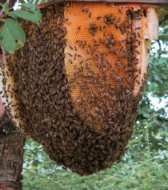 honey bee antenna