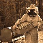 why do beekeepers live longer