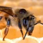 brood break varroa