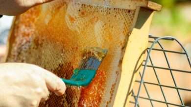 how to harvest honeycomb
