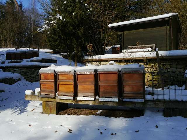 bees over winter