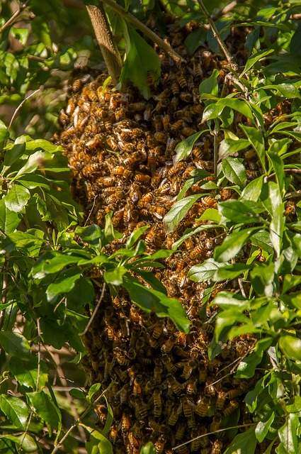 bee swarm on tree