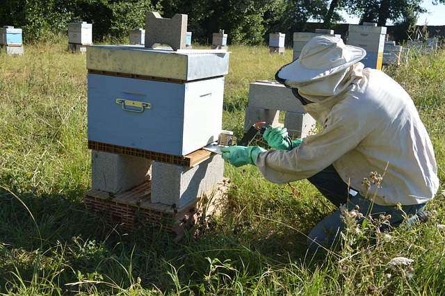 beekeeping varroa treatment