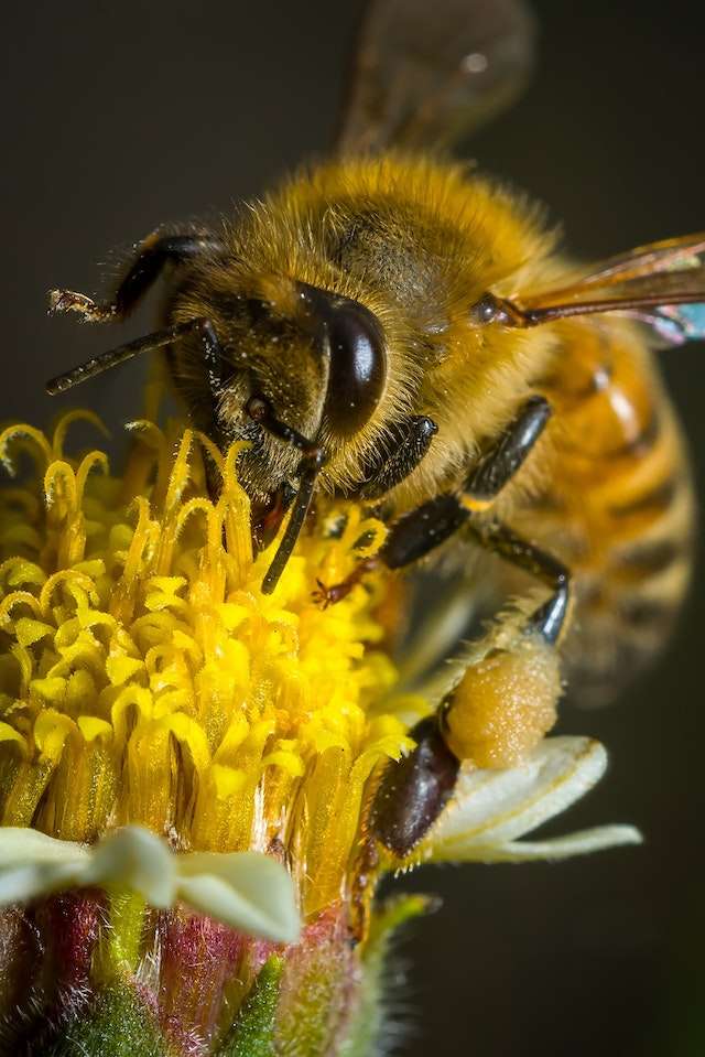 why bees chase you