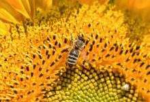 is nectar honey