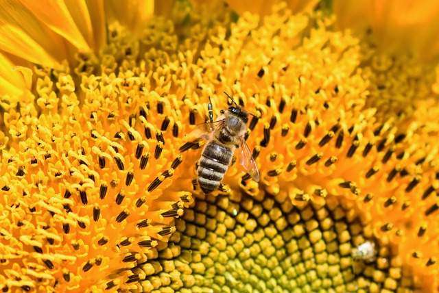 is nectar honey