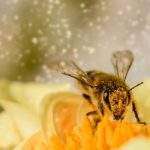pollinator seed mix