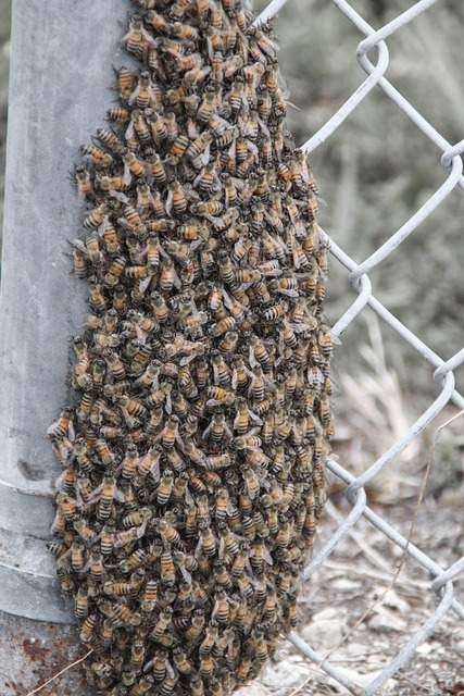 bee sting benefits