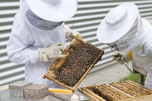 beekeeping 101