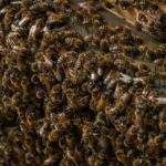 bee swarm traps plans