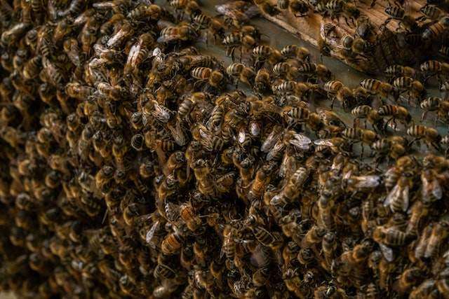 bee swarm traps plans