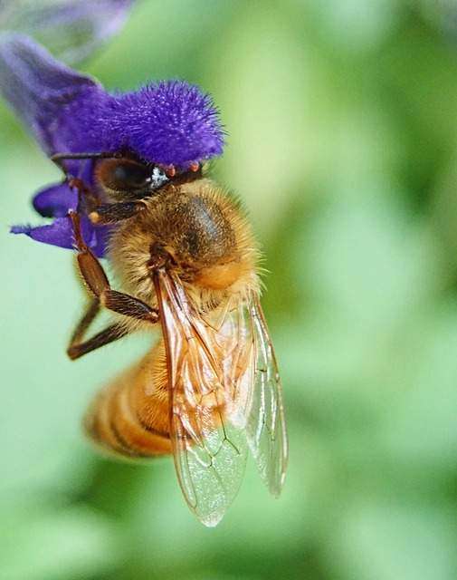 nectar and pollen