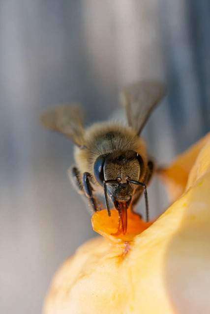 where do bees get nectar
