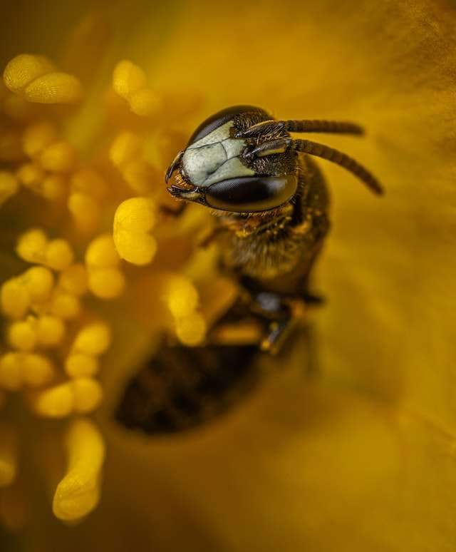 do stingless bees make honey