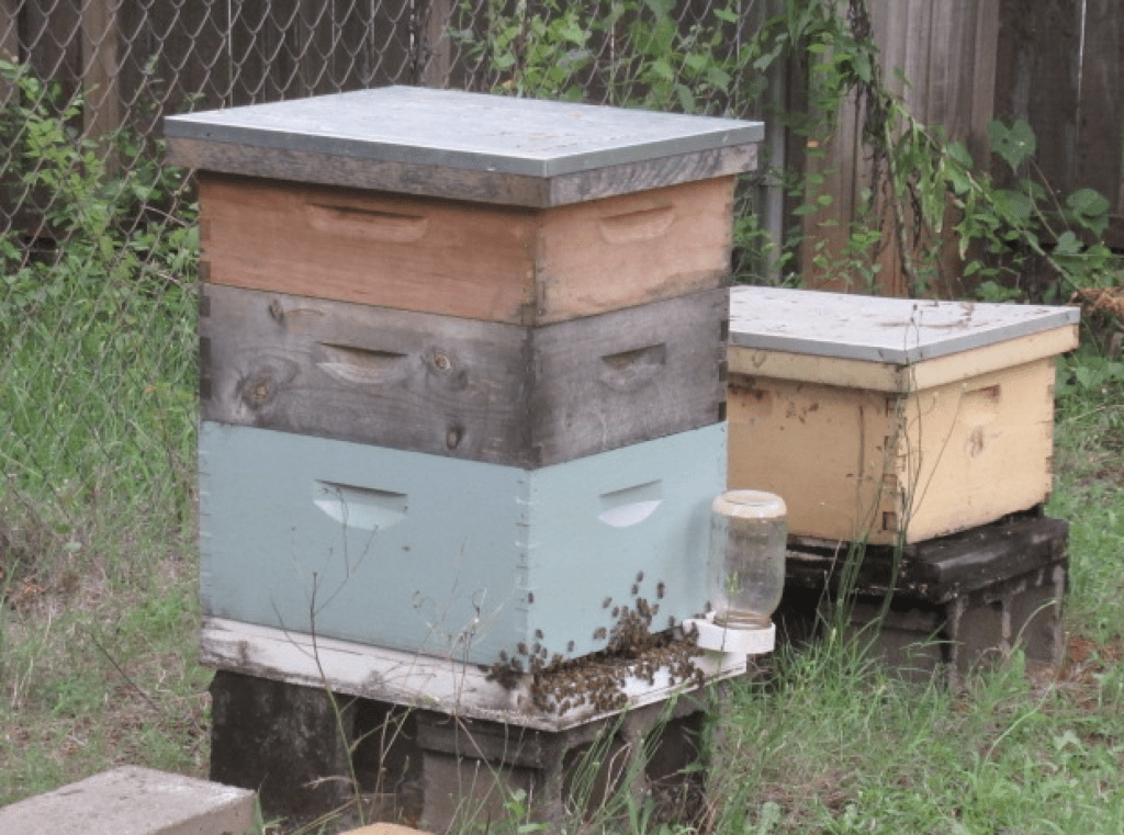 where to place beehive