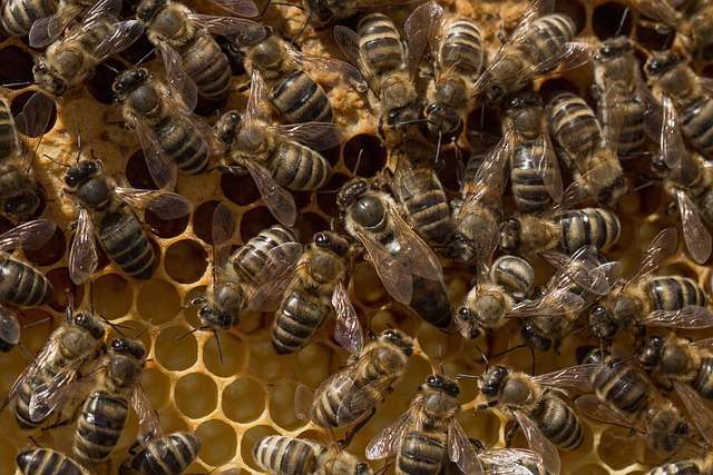 what makes honey bees aggressive